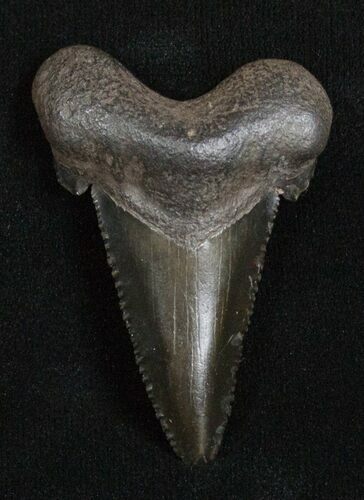 Jet Black Angustiden Shark Tooth - Inches #3477